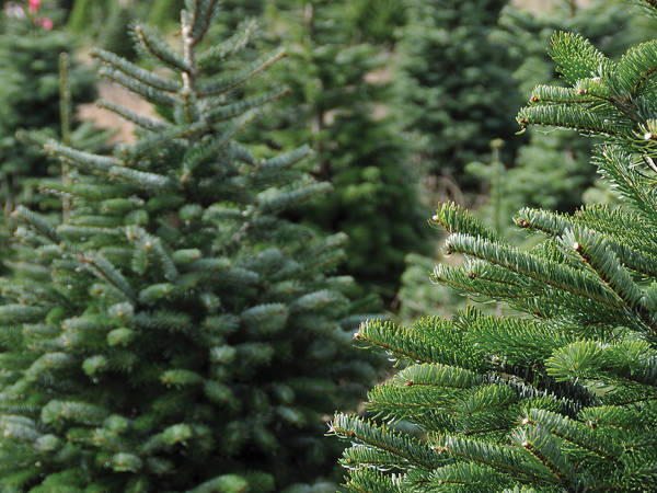 Sow your own Christmas tree